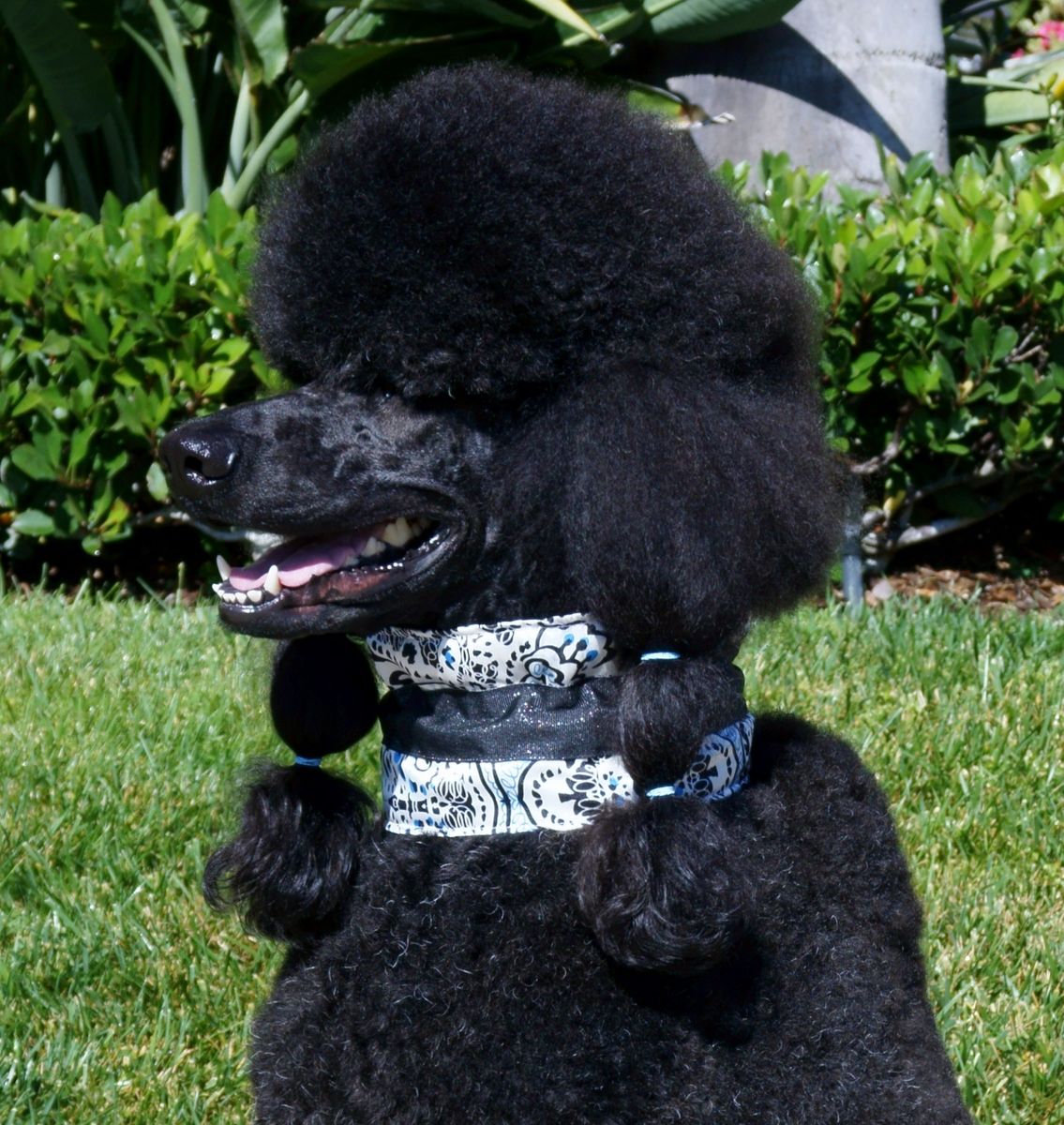 satin poodle collars