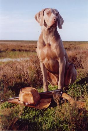 Oldest weimaraner best sale