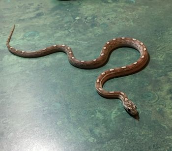Ghost Motley Corn Snake (female, only one available) $110 SOLD
