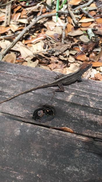 Brown Anole in Florida. Probably the most common species of lizard to see, although it is not a native Floridian!
