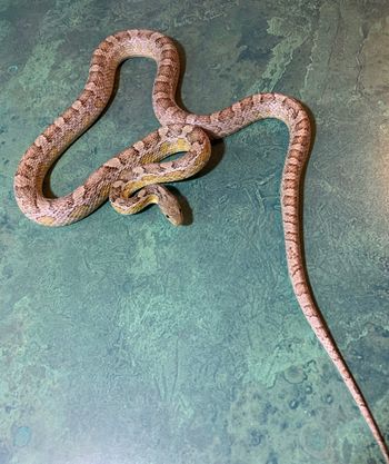 Ghost Miami Phase Corn (male - approx 3', het for lavender and various other traits. Eating F/T adult mice) $175
