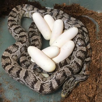 Corn Snake with eggs
