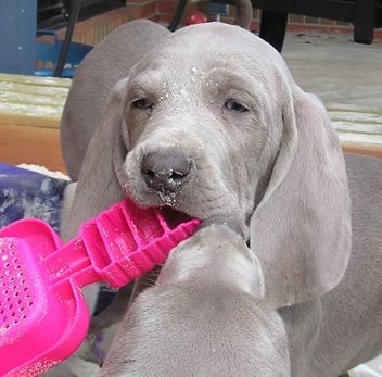 what health problems do weimaraners have