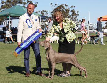2 Nov 2013 Becker wins Baby Puppy In Show under Mr Czegledi at the Victorian Gundog Club championship show
