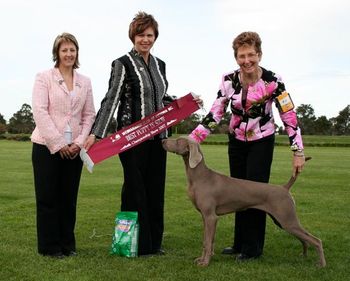 11mths old winning Puppy In Show at first specialty - handled by Carol Wright

