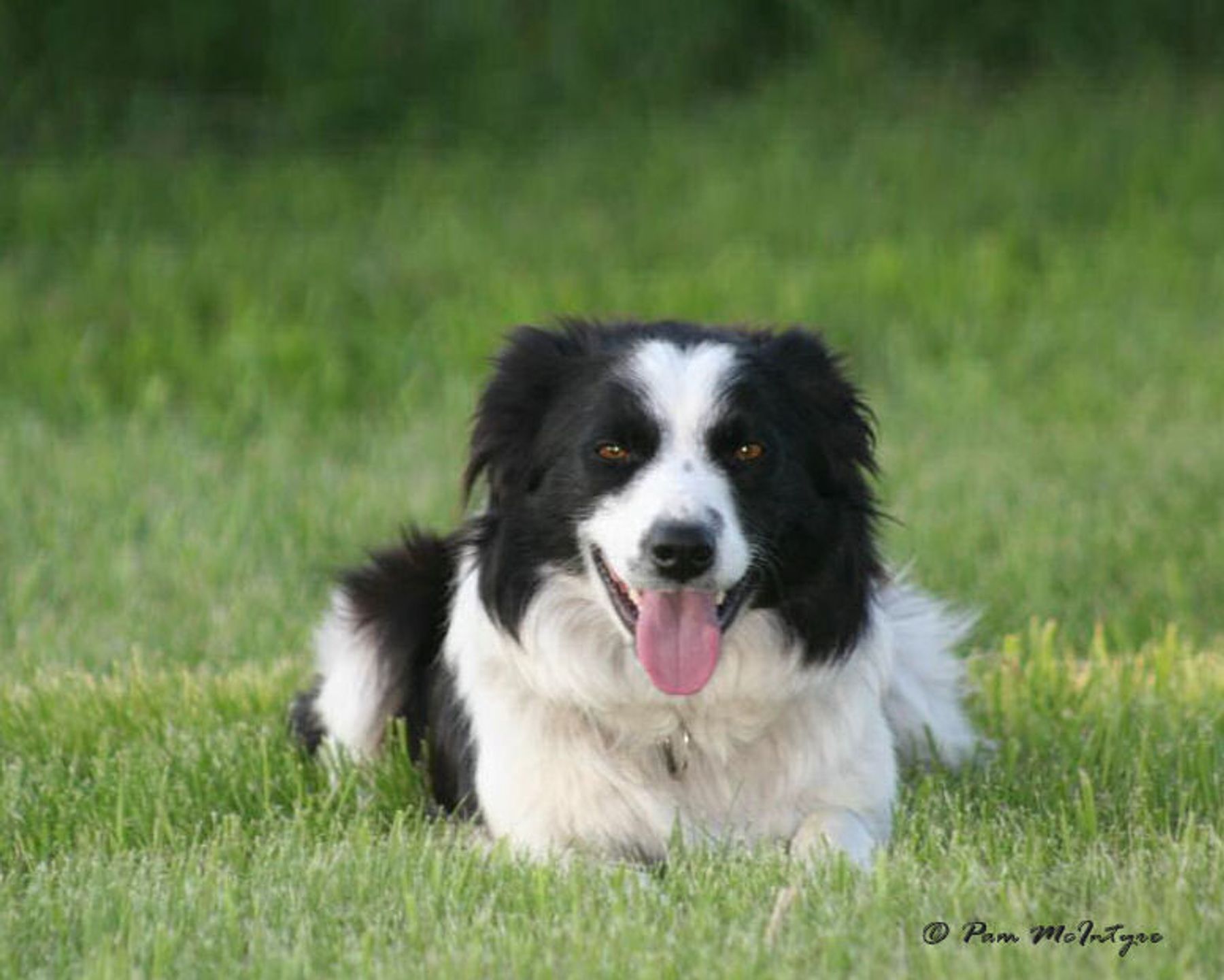River Hills Ranch Ltd. Border Collie Dogs