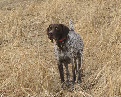 Jake is an all round hunting companion and  family member. 
Jake has an enthusiastic competitive spirit when working in the field. 