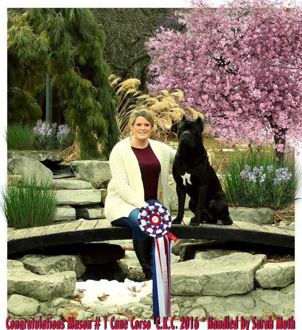 She handles many different breeds and is the only handler to get a C.K.C. Best in Show with a Cane Corso!