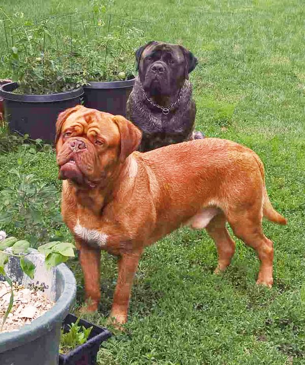 Beauregard does not live at ChateauRouge but with friends and his best buddy English Mastiff Isambard. These 2 giant intact males get along with zero aggression! 
