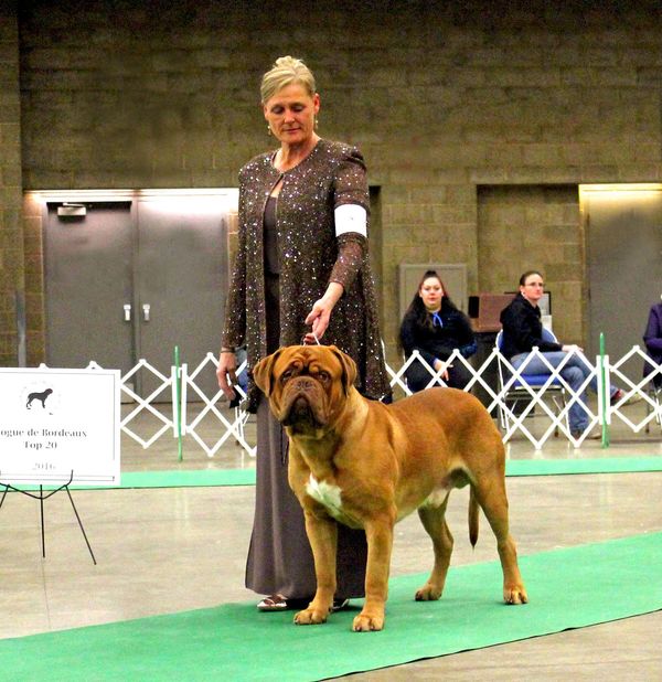At the A.K.C. Top 20 competition 2016 with Beauregard #16

2017 Beauregard was #10 (2 1/2) with 2 of his siblings also making the Top 20!