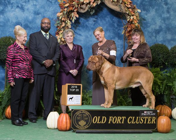 Beau has also made us proud in the show ring. C.K.C Grand Champion and A.K.C Grand Champion Bronze and an A.K.C. Top 20 ranking Dogue 3 years in a row all by  age 3 1/2. 