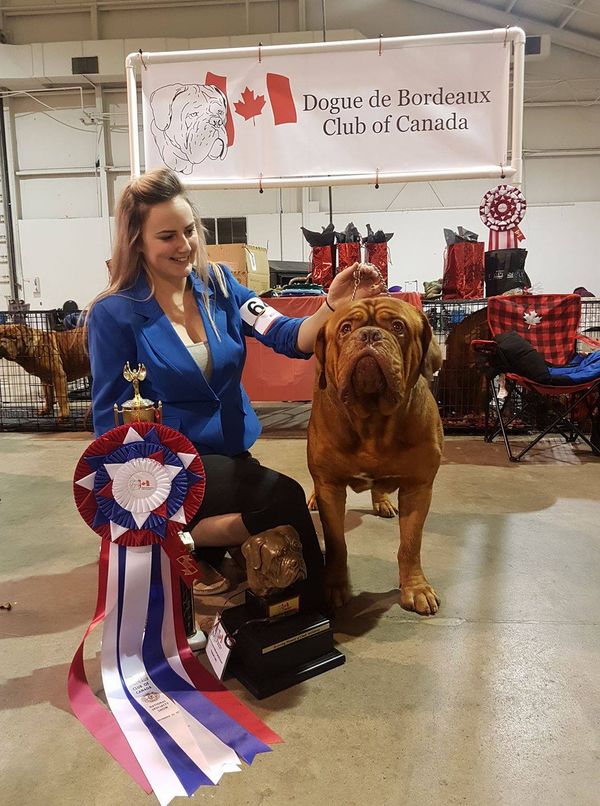 Jug takes Best of Breed in the Canadian Nationals! He is the litter-mate of Gertie and Beau. 