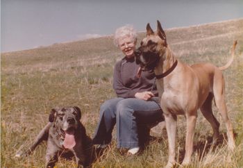 Barb with two of her Great Danes. On her right side is a Merle Dane. Scott said the was dog 130 lbs, and when this dog stood on his rear legs he was well over 6 ft tall. Scott's sister stood with a yard stick in the air and they had the dog stand on his hind legs for this measurement.
