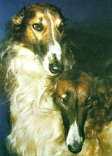 borzoi o & b association borzoi o & b association