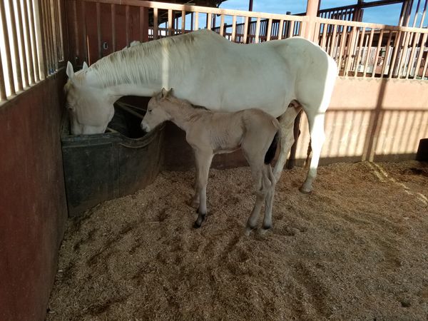 Meet Miss Chandra with her mum Shes So Berry Cool (Valentina) at 12 hours old.