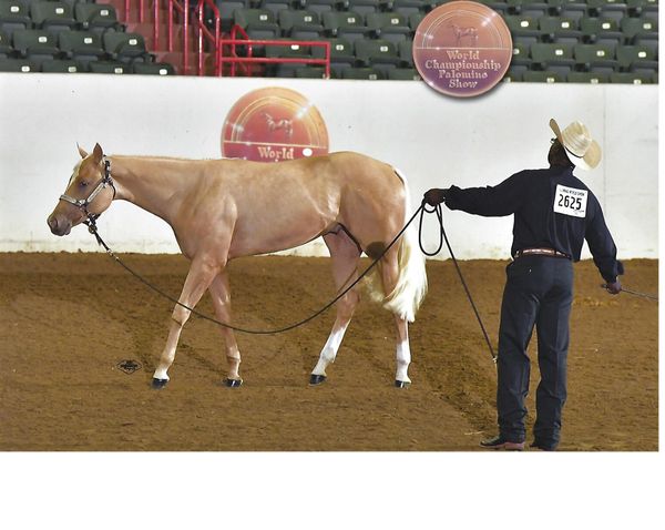 The Berry Cool Rock (Rocket), sired by The Rock out of Shes So Berry Cool being shown in the Open Longe Line at the 2019 PHBA World Show in Tunica, MS 
