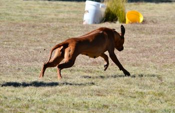 1st go at lure coursing
