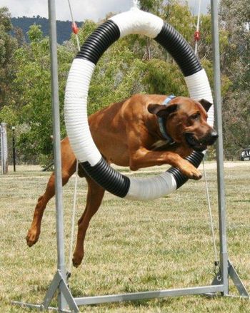 doing the hoop in agility
