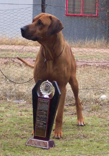 Most successful dog Mt Gambier
