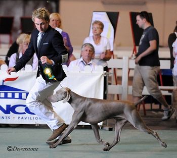 Doug and Ed being run for Best of Group at Paignton Kennel Club, England
