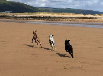 Doug, Dillon & Olly at the beach in the UK
