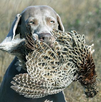Polly with her first pheasant

