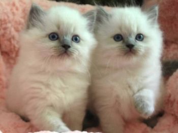 Blue Point Kittens
