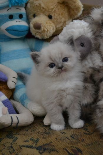 Blue Mitted

