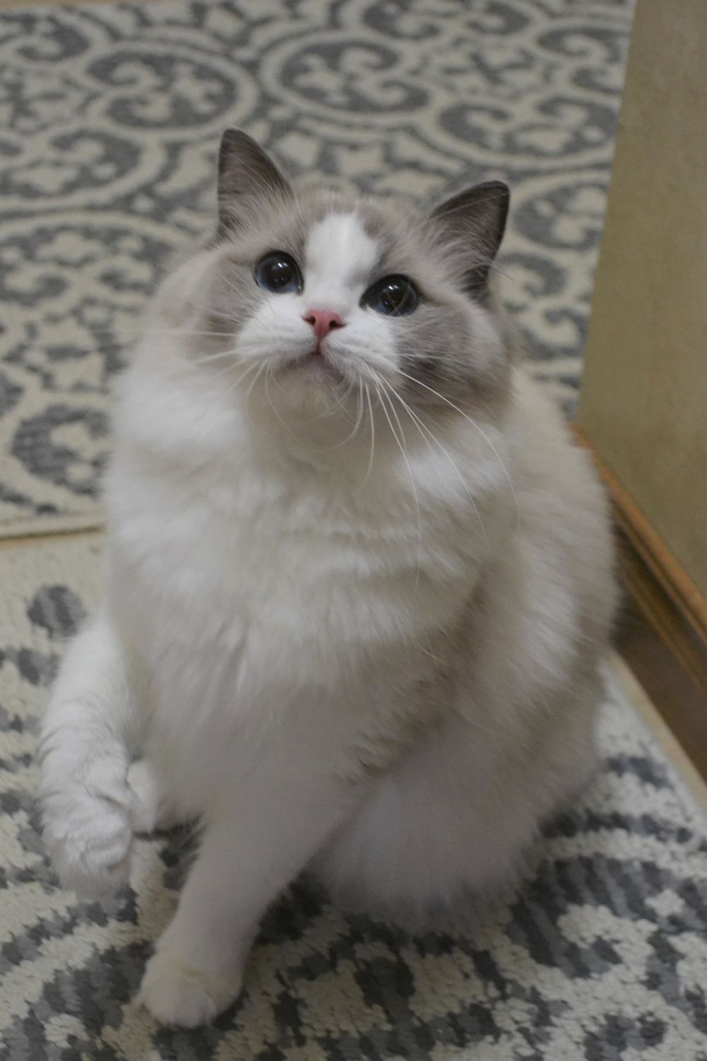 Ragtown Cattery Ragdoll Cats, Ragdoll Kitten Breeder Southwestern