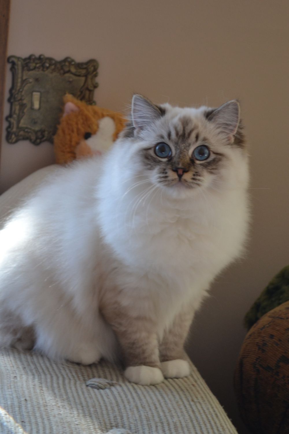 Ragtown Cattery Ragdoll Cats, Ragdoll Kitten Breeder Southwestern