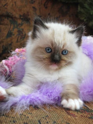 Ragtown Cattery - Ragdoll Cats, Ragdoll Kitten Breeder - Southwestern ...