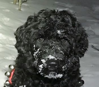 Winnie loves the snow
