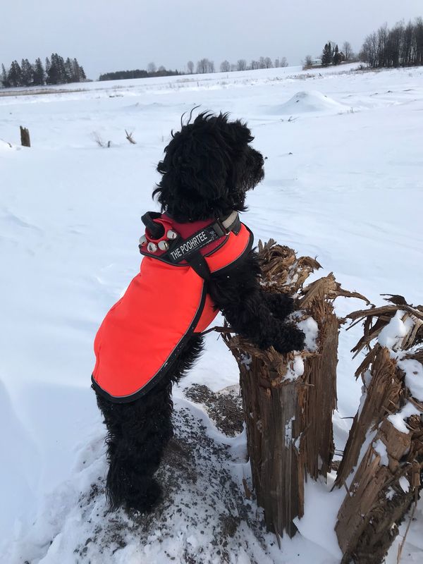 Surveying our snowshoing territory