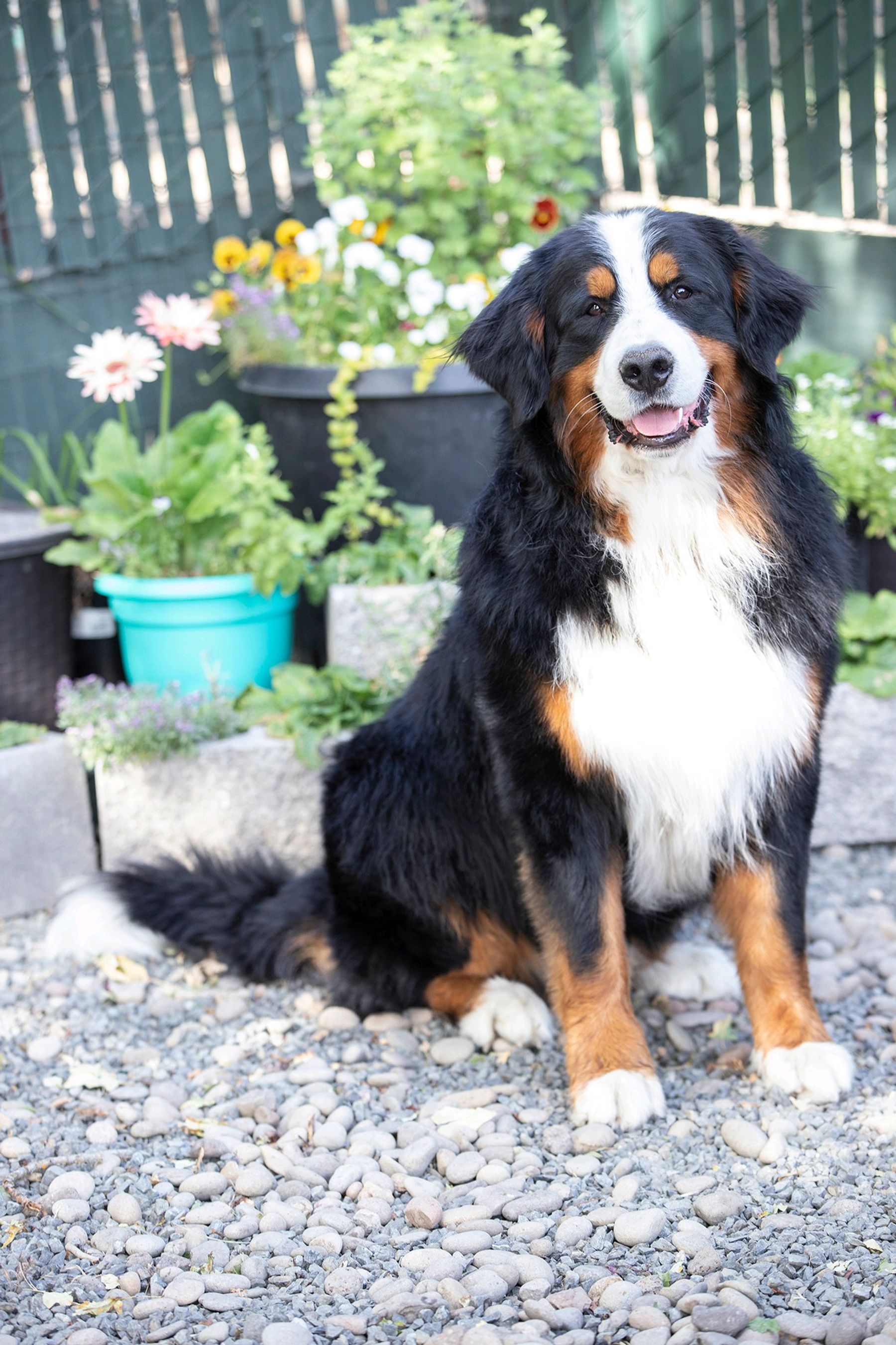 Magic Mountain Farm Bernese Mountain Dog
