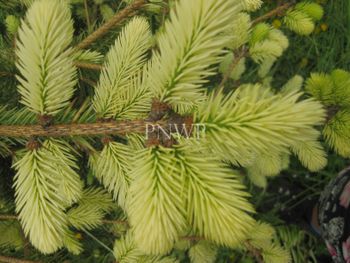 Picea pungens Early Gold -spring
