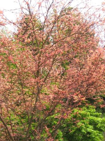 Acer palmatum Beni-tsukasa -spring
