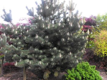 Pinus nigra Select Green
