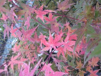 Acer palmatum Phoenix-Fall
