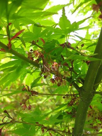 Acer palmatum Hessei -spring
