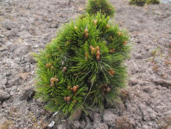 Pinus leucodermis Beran Conica
