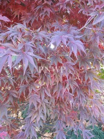 Acer palmatum Edna Bergman-fall
