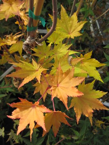 Acer shirasawanum Jordan-Fall
