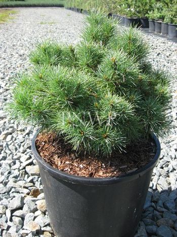 Pinus strobus Sea Urchin
