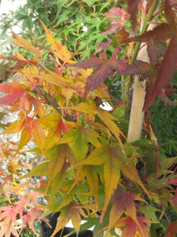 Acer palmatum Sekka Yatsubusa-Fall
