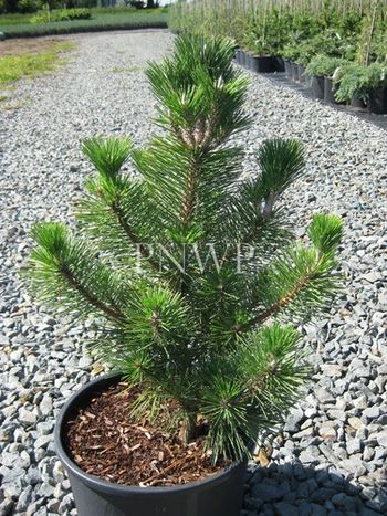 Pinus thunbergii Yatsubusa
