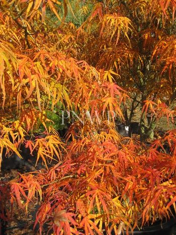 Acer palmatum Ao-shime-no-uchi-shidare -fall
