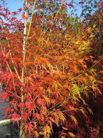 Acer palmatum dissectum Seiryu -fall
