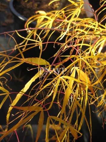 Acer palmatum Koto-no-ito-fall.
