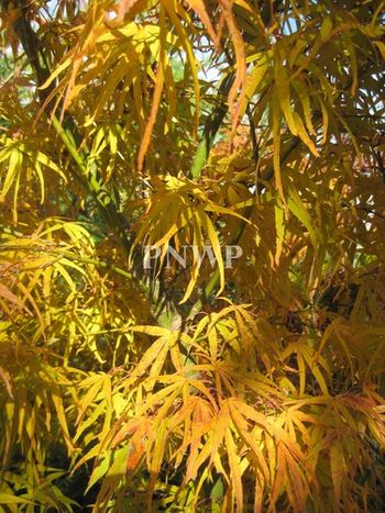 Acer palmatum Linearilobum-fall

