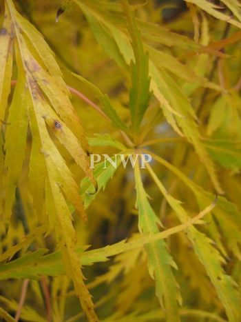 Acer palmatum dissectum Germaine's Gyration-fall
